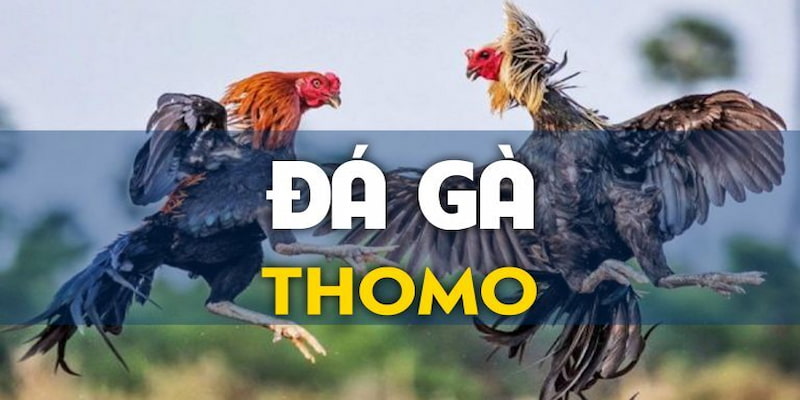 Đá gà GO88 Làm Thế Nào Để Chơi Đá gà GO88?